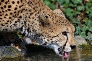Gepard trinkt