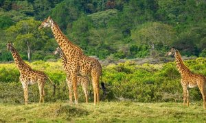 Giraffen in der Steppe