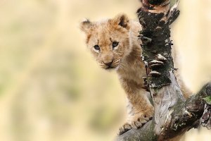 kleiner Löwe auf Baum