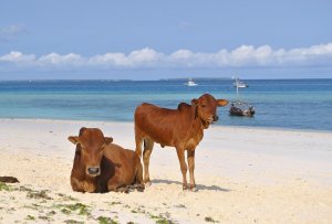 Kühe am Strand von Sansibar