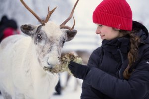 Ein Rentier wird gefüttert