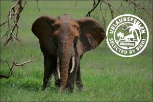 Elefant in Tansania