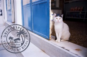 Katze in Griechenland